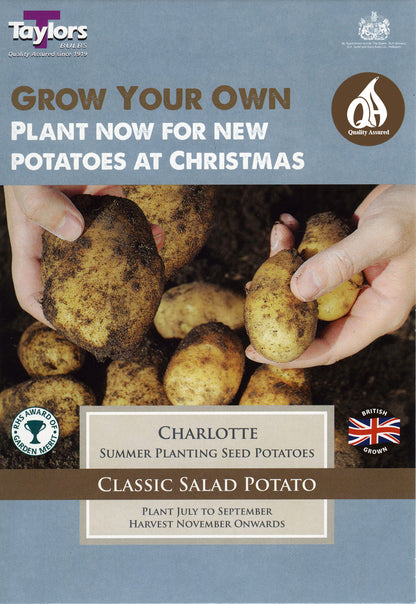 Charlotte Seed Potatoes 10 Tubers – Summer Planting