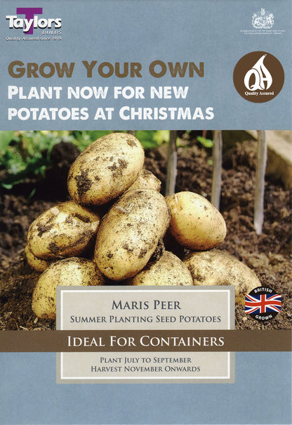 Maris Peer Seed Potatoes 10 Tubers – Summer Planting
