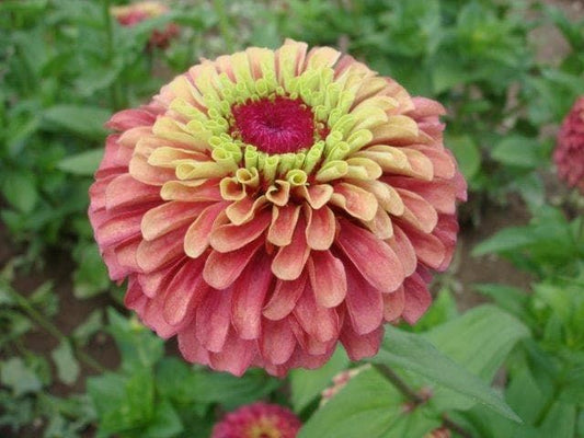 Zinnia Queen Red Lime Seeds