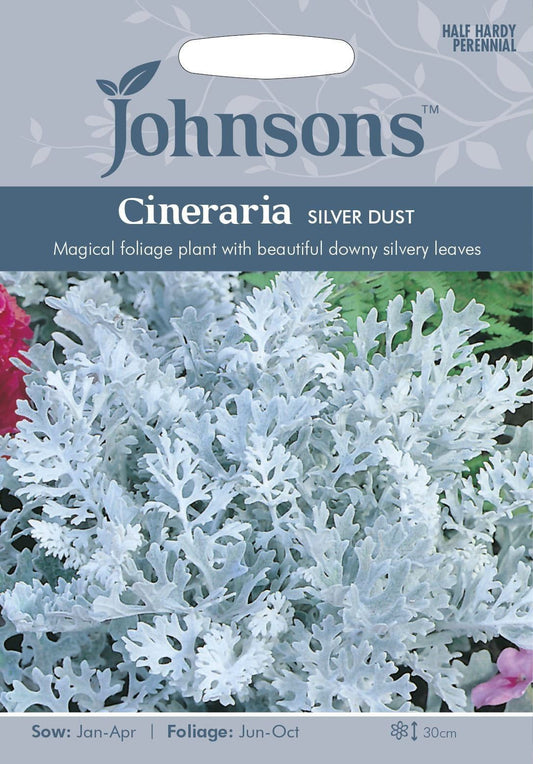 Johnsons Cineraria Silver Dust 200 Seeds