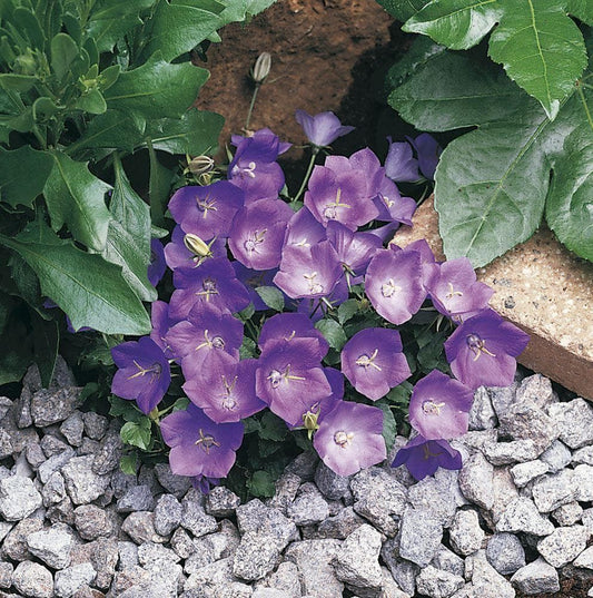 Campanula Clips Series Blue Seeds