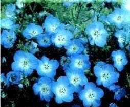 Nemophila menziesii Baby Blue Eyes Seeds