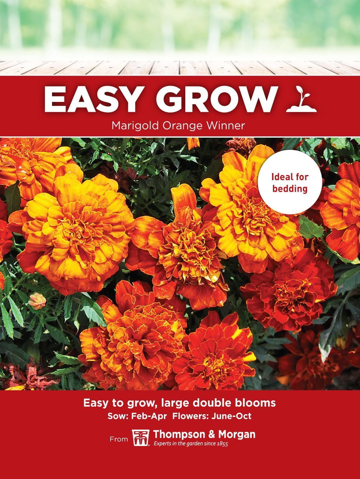 Thompson & Morgan - EasyGrow - Flower - Marigold - Orange Winner - 115 Seeds