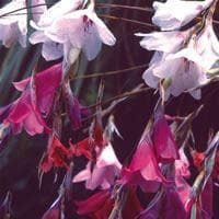 Dierama Species Mixed Seeds