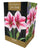 Taylors - Amaryllis Bulb Gift Pack - Gervase - pink and white