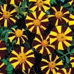 French Marigold Mr Majestic Seeds