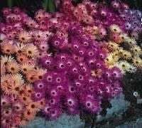 Mesembryanthemum Magic Carpet Mixed Seeds