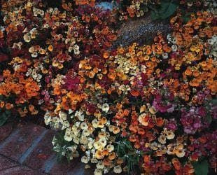 Nemesia Carnival Mix Seeds