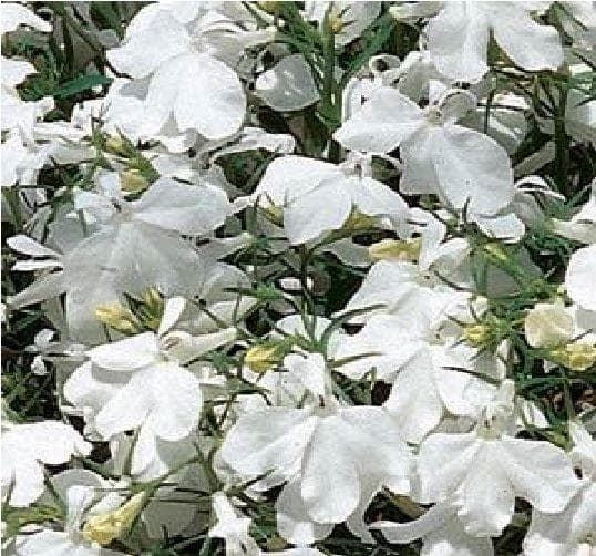 Lobelia Bedding Riviera White Seeds