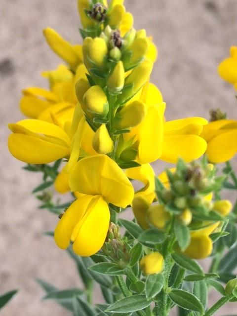 Wild Flower - Dyer's Greenweed - 500 Seeds