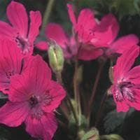 Erodium Manescavii Seeds