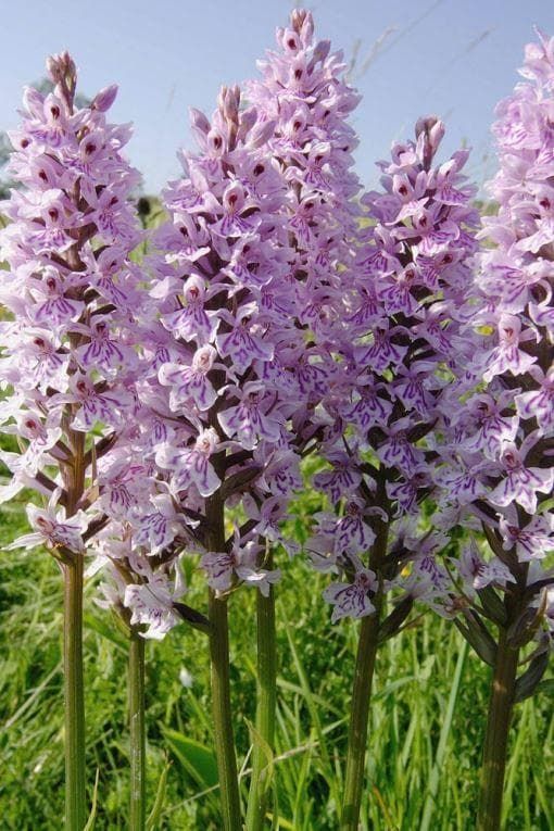 Wild Flower Common Spotted Orchid Dactylorhiza fuchsii Seeds