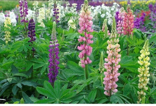 Lupin Russell Mixed 100 Seeds