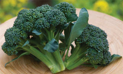 Broccoli Sun King Seeds