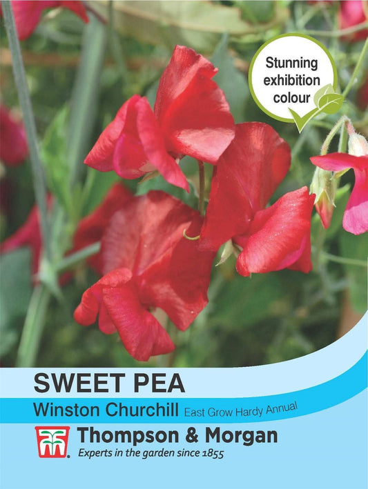 Thompson & Morgan Sweet Pea Winston Churchill 22 Seed