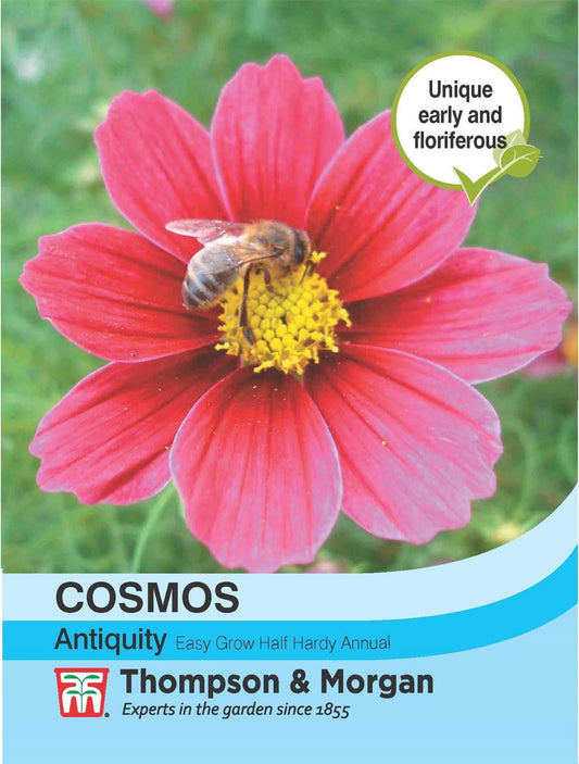 Thompson & Morgan Cosmos Antiquity 30 Seed