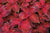 Flower Coleus Wizard Velvet Red