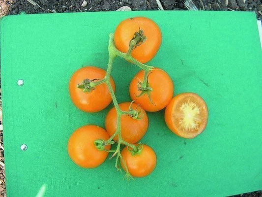 Organic Tomato Yellow Perfection Seeds