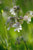 Wild Flower Bladder Campion Silene Vulgaris