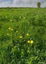 Wild Flower Bulbous Buttercup Ranunculus bulbosus Seeds