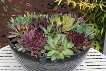 Sempervivum  Hippie Chicks Seeds