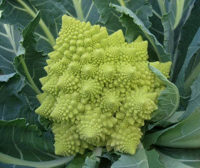 Organic Vegetable Cauliflower Romanesco Veronica F1 Seeds