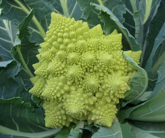 Organic Vegetable Cauliflower Romanesco Veronica F1 Seeds