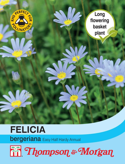 Thompson & Morgan Felicia bergeriana 75 Seed