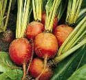 Beetroot Golden Seeds