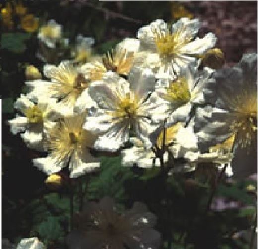 Clematis potaninii Seed - Milky white flowers