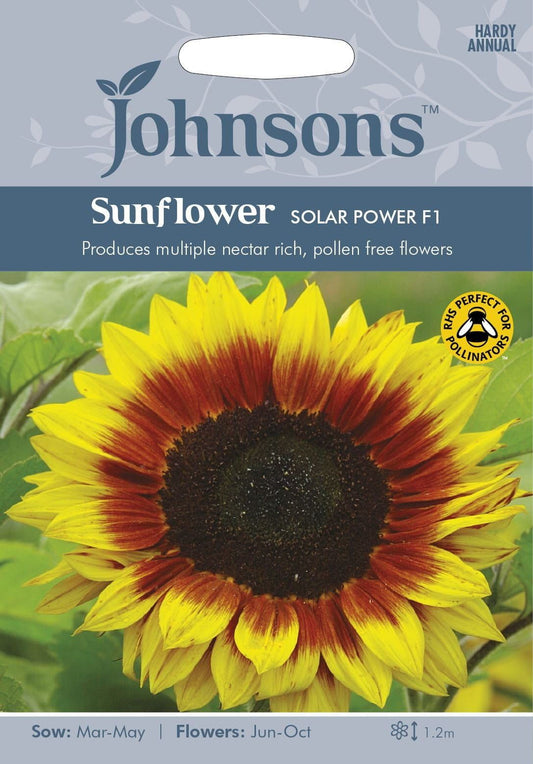 Johnsons Flower Sunflower Solar Power F1 20 Seeds
