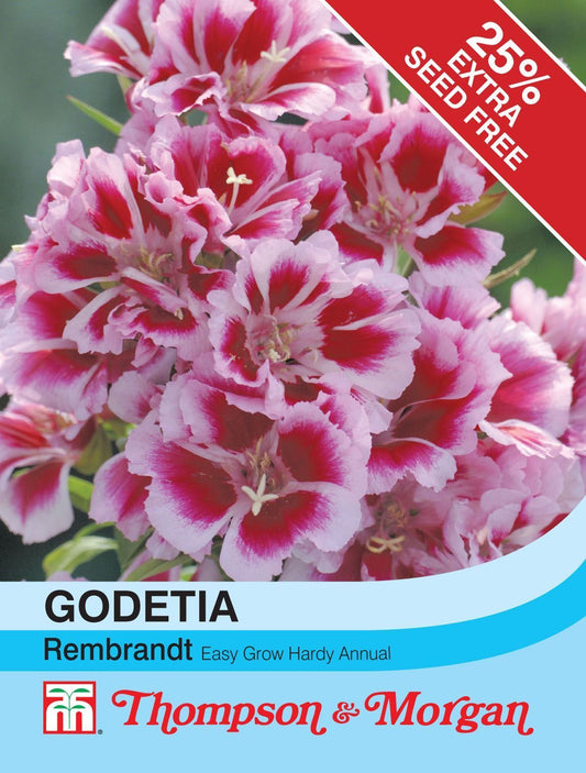 Thompson & Morgan Godetia Rembrandt 300 Seed