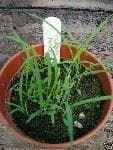 Lemon Grass Seeds - Cymbopogon flexuosus