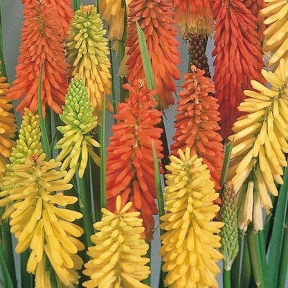 Kniphofia Flamenco Mixed Seeds
