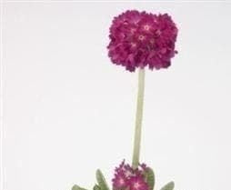 Primula denticulata Lilac Seeds