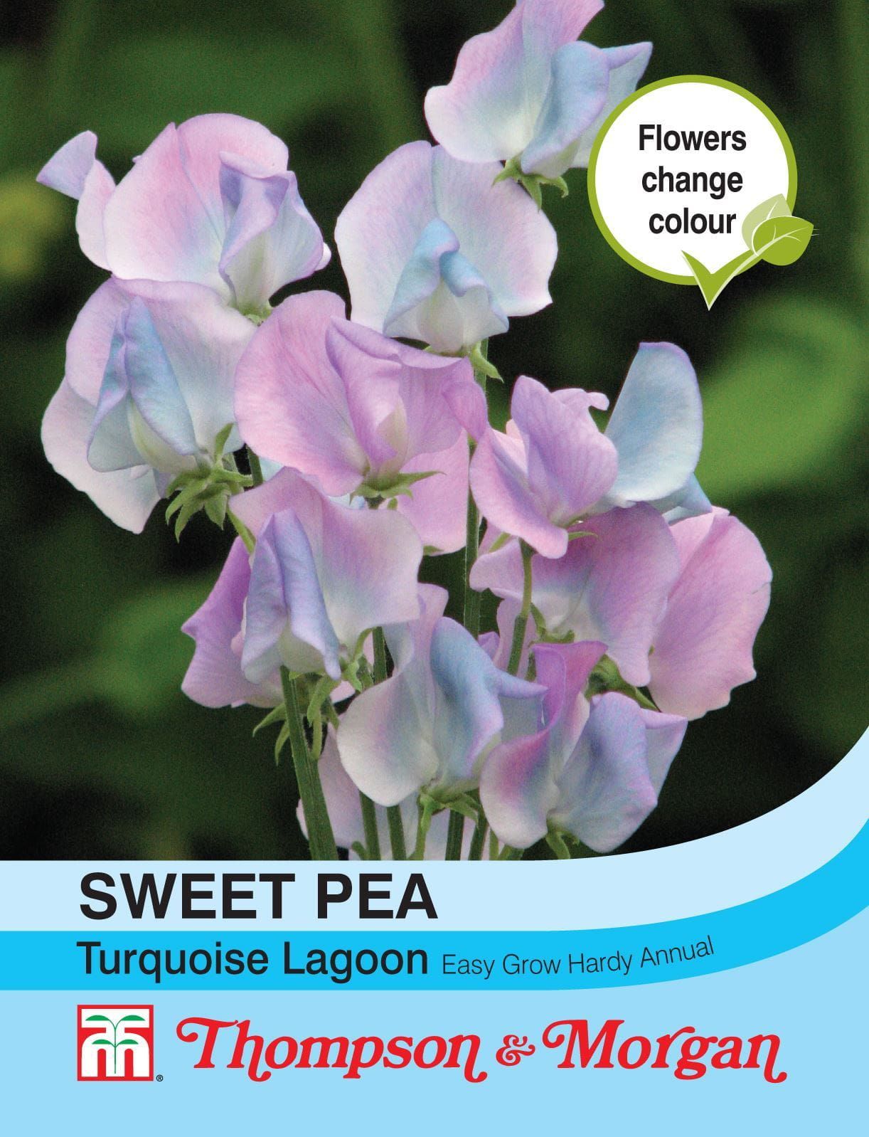 Thompson & Morgan - Flower - Sweet Pea - Turquoise Lagoon - 20 Seeds