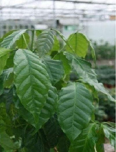 House Plant Coffea arabica nana Coffee Plant Seeds