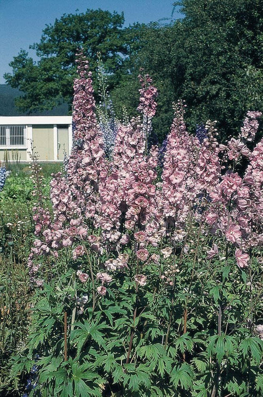 Delphinium Pacific Astolat Seeds