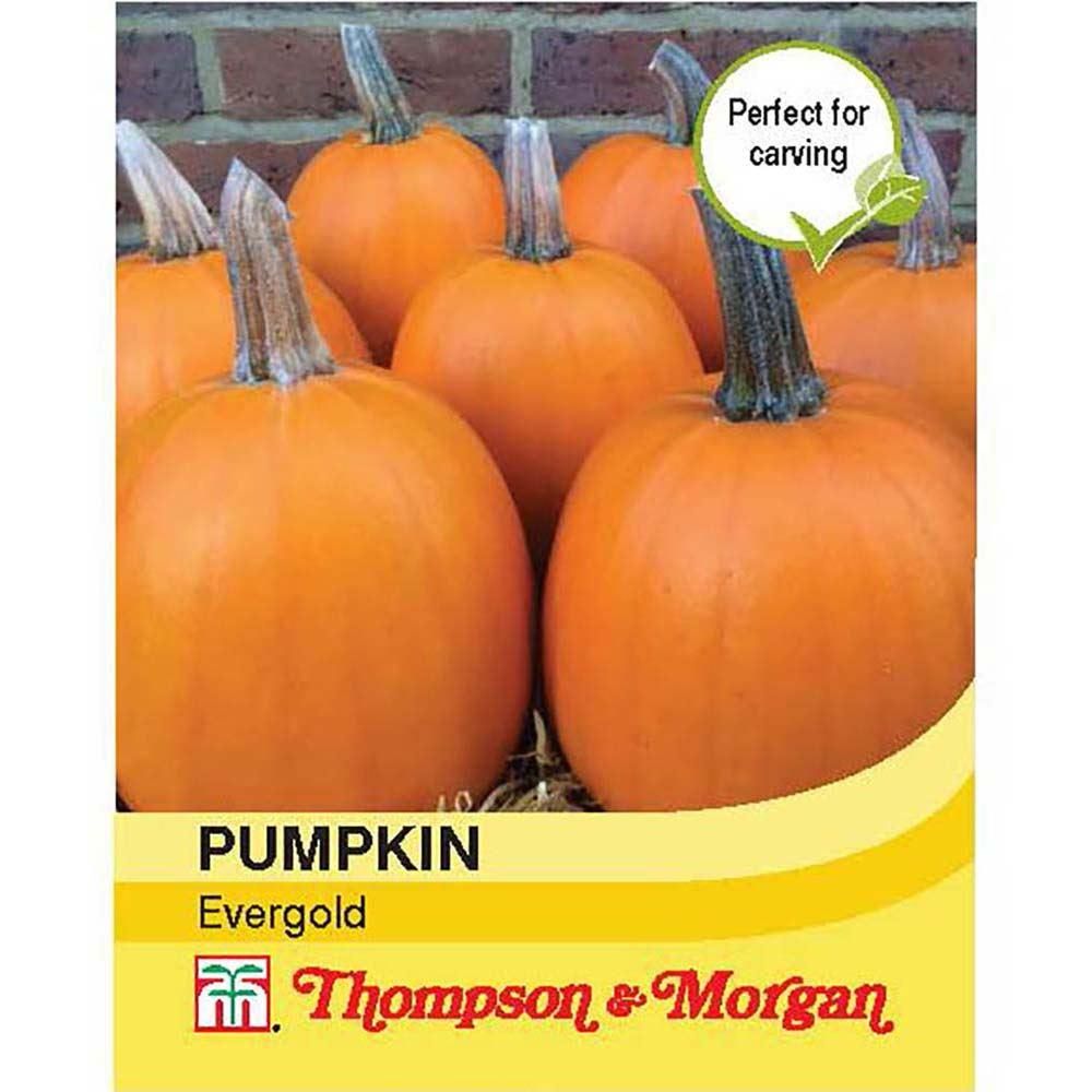 Thompson & Morgan Pumpkin Evergold 6 Seed