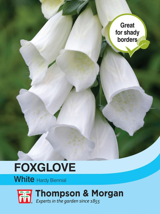 Thompson & Morgan Foxglove White 150 Seed