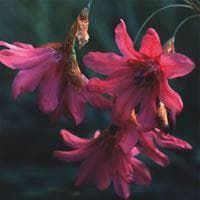 Dierama Igneum Seeds