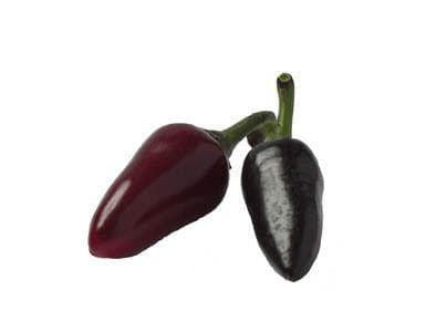 Pepper (Chilli) Czechoslovakian Black Seeds