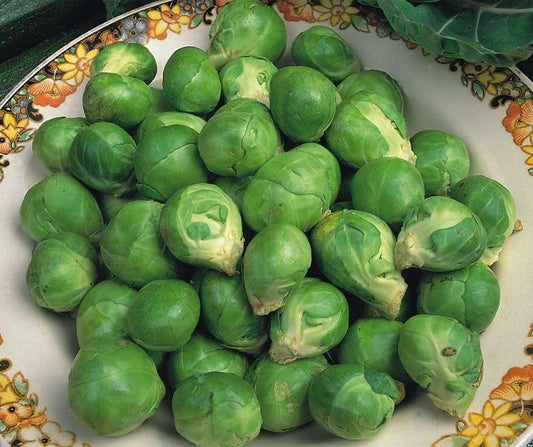 Brussel Sprout Evesham Special Seeds