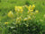 Wild Flower Cowslip Primula Veris
