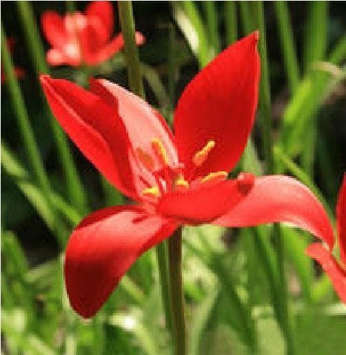 Tulipa sprengeri Seeds