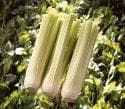 Celery Victoria F1 Hybrid Seeds