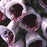 Digitalis Pam's Choice Seeds