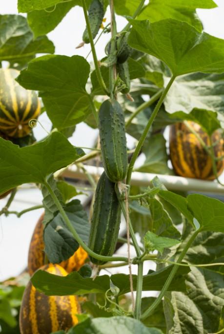 Cucumber (Gherkin) - Calimbo F1 Seeds – JustSeed