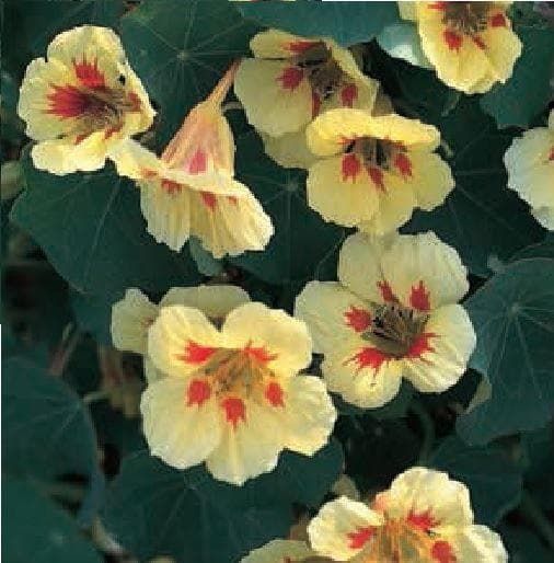 Nasturtium Peach Melba Seeds