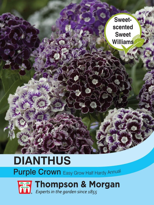 Thompson & Morgan - Flower - Dianthus - Purple Crown - 150 Seeds